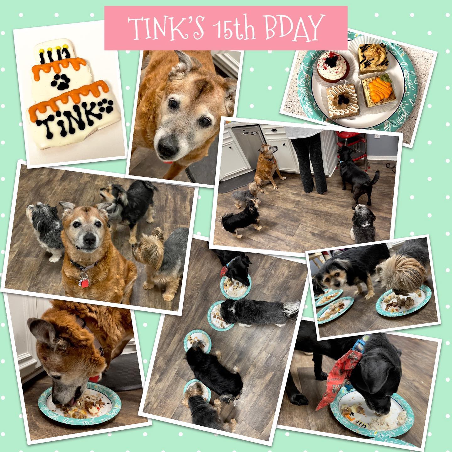 Tink’s 15th Bday!!!!! She was so happy for her ice cream and cakes and even had a friend over to celebrate (that’s Diva in the lower right corner). Happy birthday to our sweet eldest fur baby!